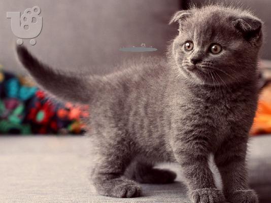 PoulaTo: Scottish Fold