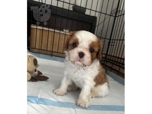 King Charles Cavalier Spaniel