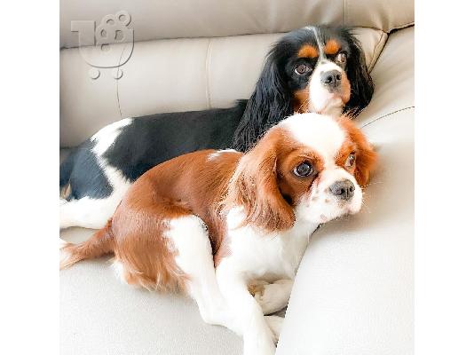 PoulaTo: Cavalier King Charles