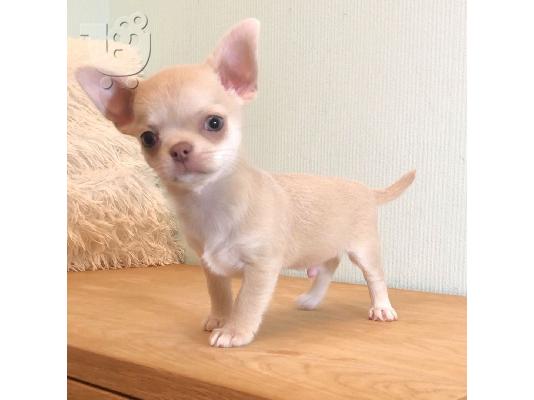 PoulaTo: Chihuahua Puppies Available