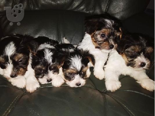 PoulaTo: Έτοιμα τα κουτάβια του Yorkshire terrier Biewer