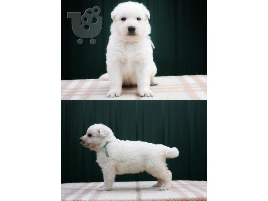 Swiss White Shepherd Dogs