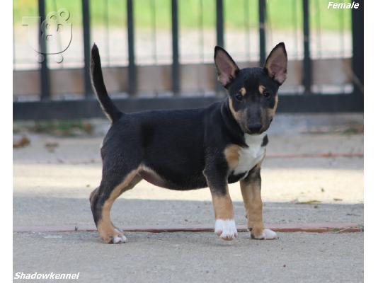 Ημι-Μίνι Bull Terrier κουτάβια