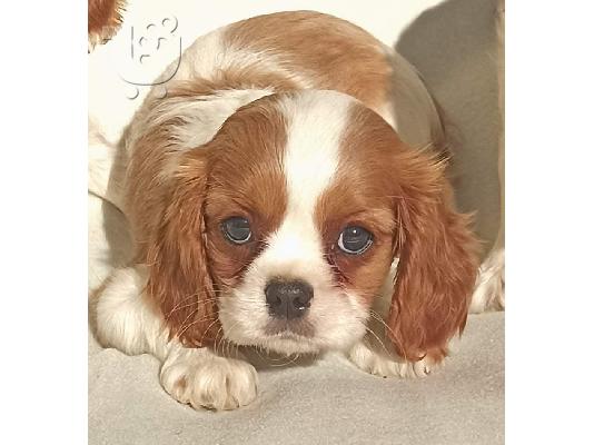 Cavalier King Charles Spaniel
