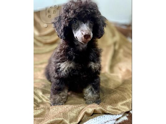 Μαύρα και καφέ, σοκολατί και καφέ Toy Poodle κουτάβια