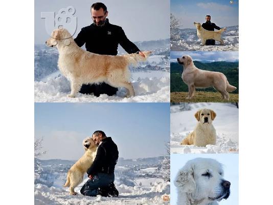 Κουτάβια και νεαροί σκύλοι Golden Retriever προς πώληση