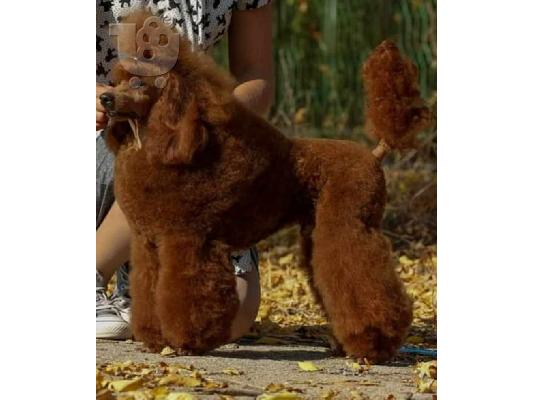 Πωλούνται κουτάβια Toy Poodle