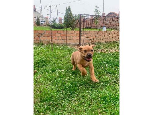 Αφρικανικό Boerboel