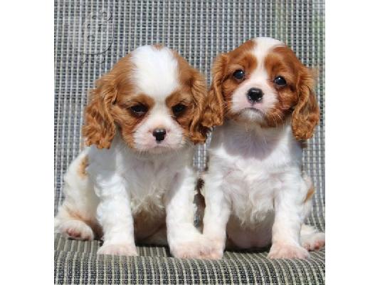 PoulaTo: Ποιοτικά κουτάβια Cavalier king