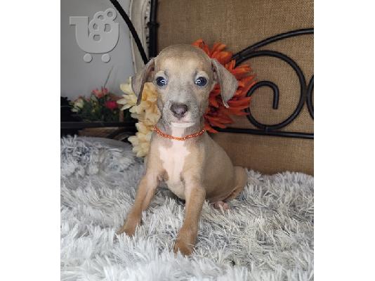 PoulaTo: Italian Greyhoun Puppies