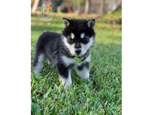 PoulaTo: Alaskan Malamute For Rehoming