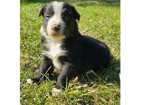 PoulaTo: Border Collie Puppies