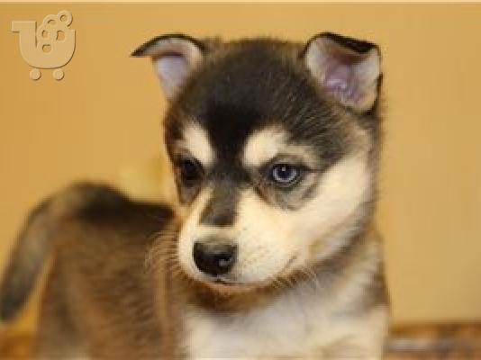 PoulaTo: Alaskan Klee Kai Puppies