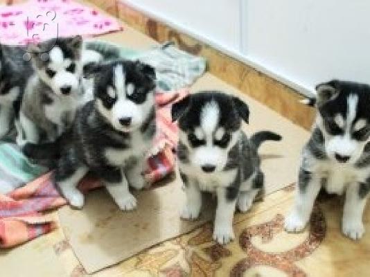 PoulaTo: Πωλούνται ίσια κουτάβια Siberian Husky Blue Eyes