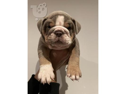 PoulaTo: English Bulldogs Available