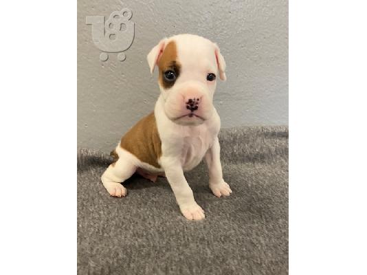 PoulaTo: Boxer puppies