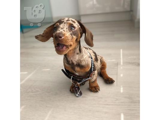 PoulaTo: Dachshund Pup