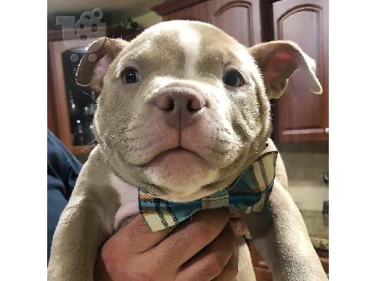 Pitbull dog