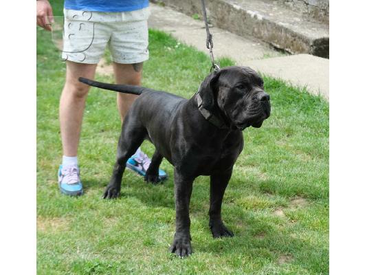 Boerboel (Μαστίφ Νότιας Αφρικής) κουτάβια