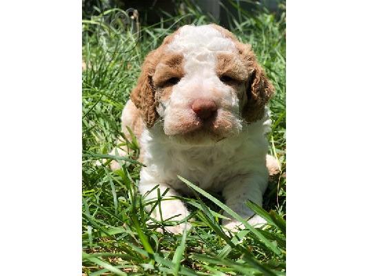 PoulaTo: Labradoodle Puppies