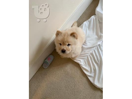 chow chow προς πώληση.