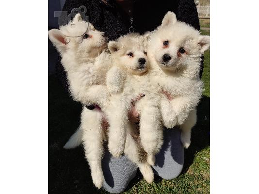 PoulaTo: Samoyed κουτάβια