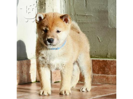 Κουτάβια Shiba Inu