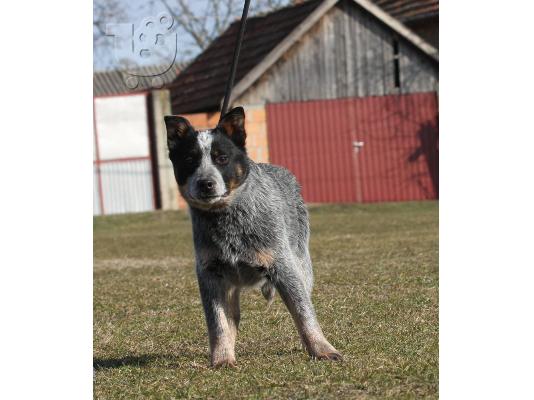 Κουτάβια Australian Cattle Dog