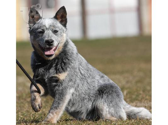 Κουτάβια Australian Cattle Dog