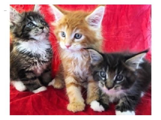 PoulaTo: Γυναίκα Maine Coon Kitten Mazza Kennel, το οποίο είναι