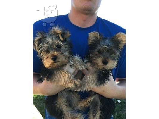 PoulaTo: Single Yorkie Alice and Mark are adorable 3 month old Mark sisters