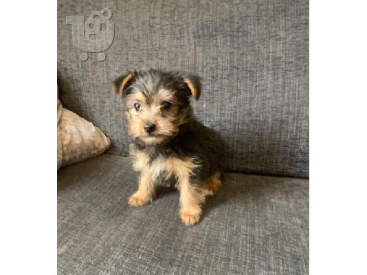PoulaTo: Υπέροχα καθαρόαιμα κουτάβια Yorkshire Terrier
