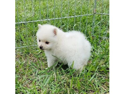 PoulaTo: Δύο φοβερό Pomeranian κουτάβια