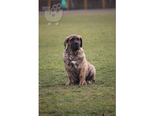 PoulaTo: Κουτάβια Presa Canario