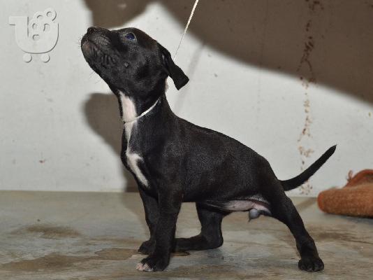PITBULL!