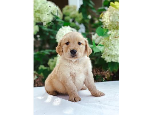 PoulaTo: Golden Retriever Puppies