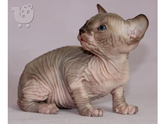 PoulaTo: Όμορφα γατάκια Sphynx μόνο whatsapp (+63-995-461-6242)