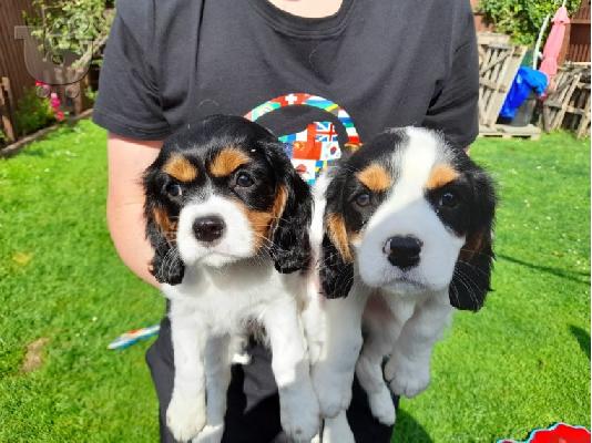 PoulaTo: Έχω τα κουτάβια Cavalier King Charles Spaniel