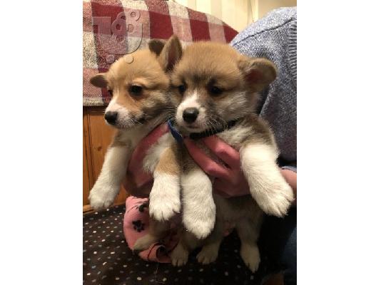 PoulaTo: Διαθέσιμα καθαρόαιμα ουαλικά κουτάβια Corgi