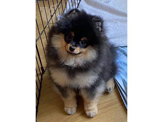 PoulaTo: Pomeranian Spitz κουτάβια