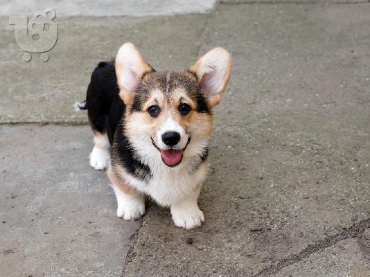 Ουαλικό Corgi Pembroke