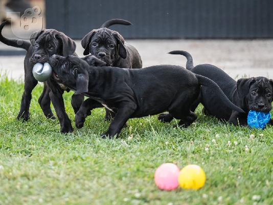 PoulaTo: Cane Corso κουτάβια