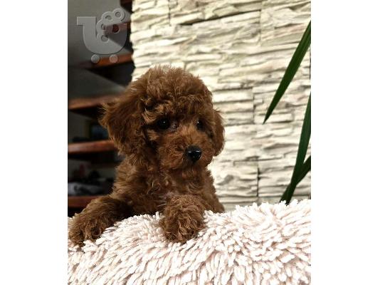 PoulaTo: Κόκκινα Toy Poodle