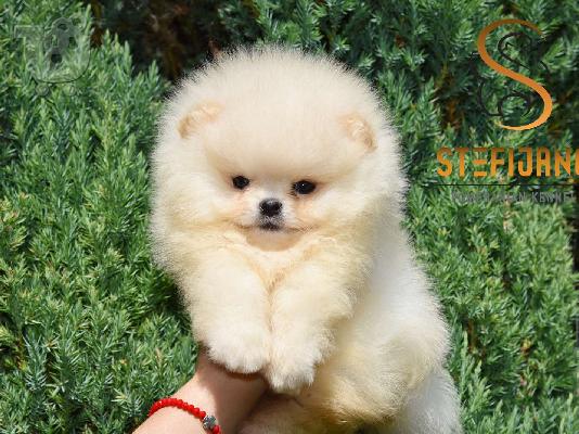 PoulaTo: Pomeranian Boo Κουτάβια
