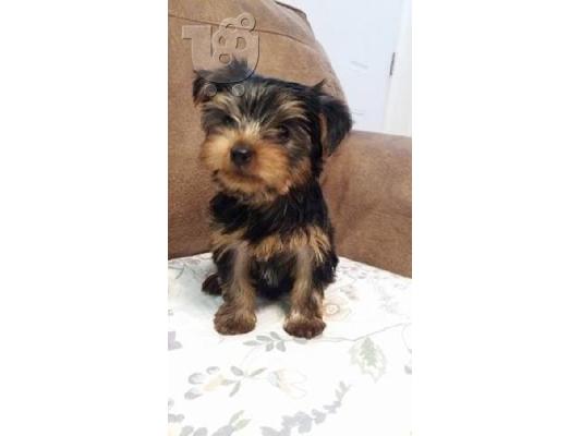 Ποιότητα Tiny Yorkie κουτάβια
