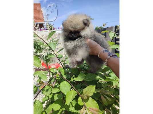 Pomeranian Spitz