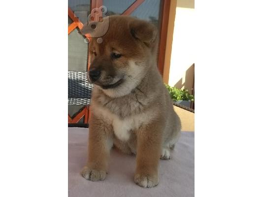 Shiba inu κουτάβια