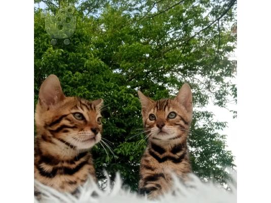 Προς πώληση γατάκια Bengal