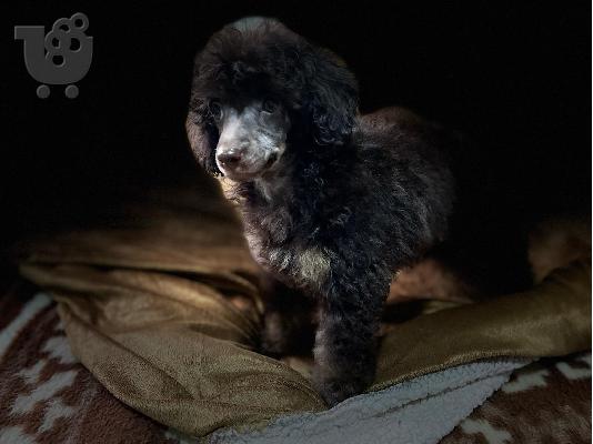 Μαύρα και καφέ, σοκολατί και καφέ Toy Poodle κουτάβια