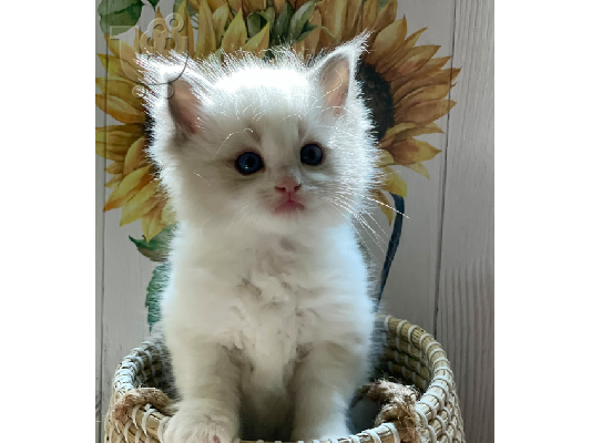 PoulaTo: Ragdoll Kittens Προς Πώληση!